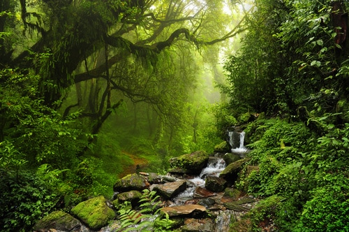 Small rainforest waterfall 